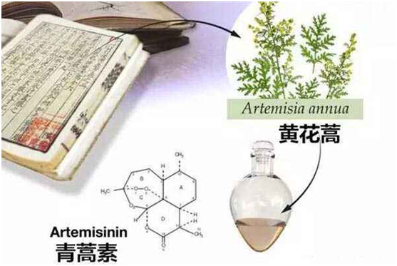 必赢注册网(中国区)首页,：向中医药看齐，与世界共享中医药文化(图1)